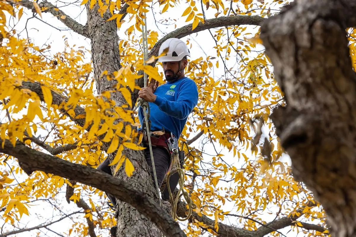 Skilled Tree Trimming crew working in Nabb
